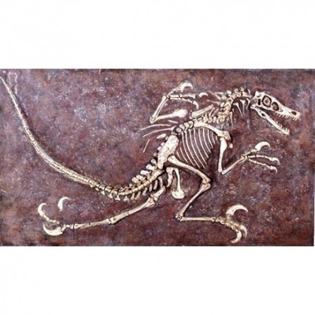 velociraptor fossil