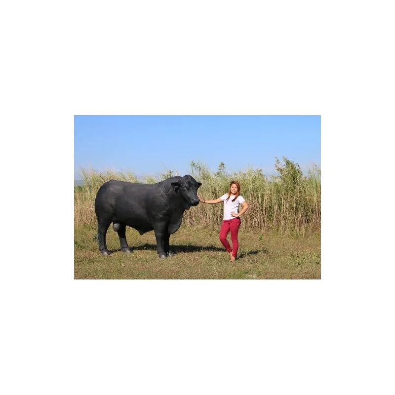 schwarzer Stier Angus