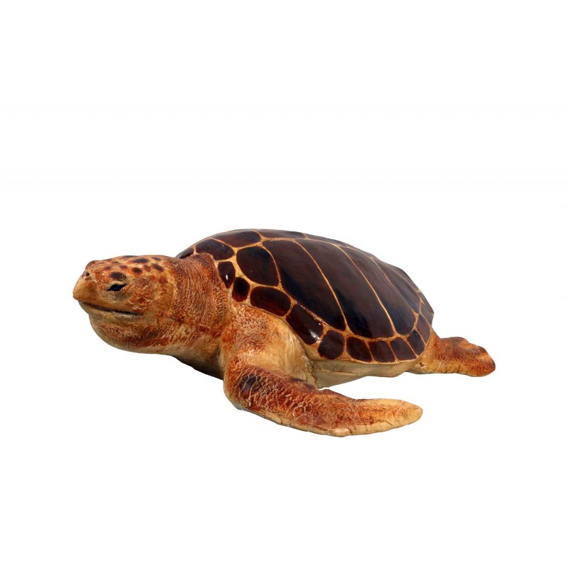 Turtle Loggerhead
