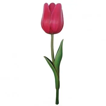 Tulipan Kwiat