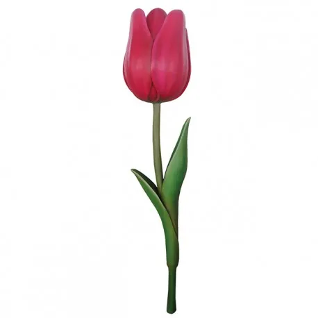 Tulipan Kwiat