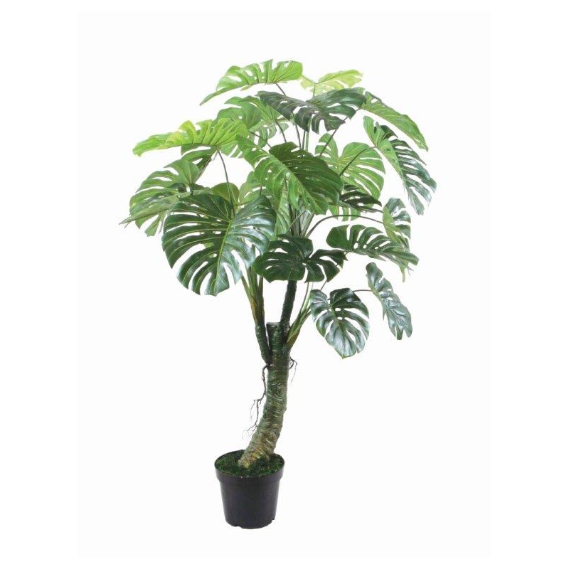 Monstera With Pot 150Cm