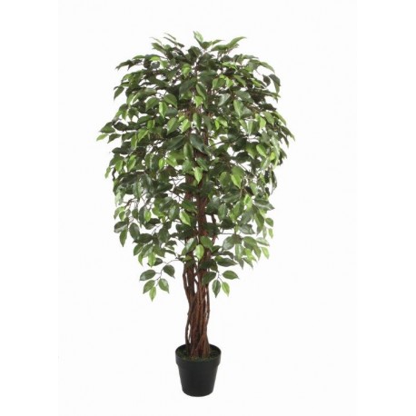 Drzewo Ficus Pnia Drewna z Doniczką 150Cm