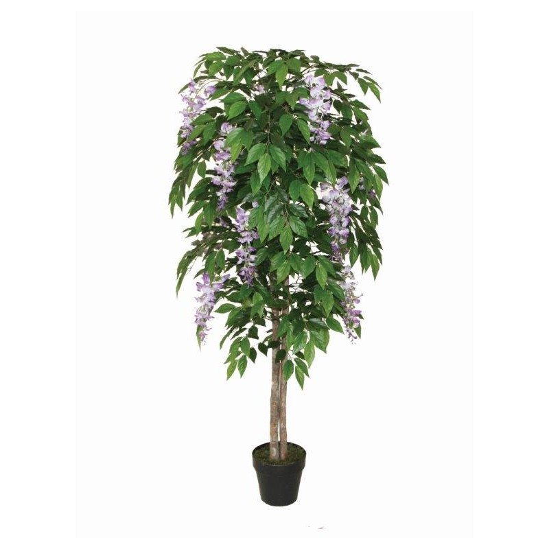 Wood Trunk Wisteria With Pot 160Cm