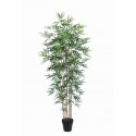 Bamboo With Pot 185 Cm