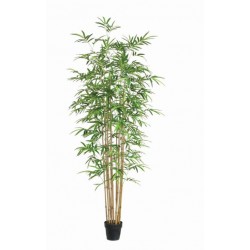 Bamboo With Pot 250Cm