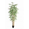 Bamboo With Pot 250Cm
