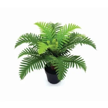 Fern Bonsai