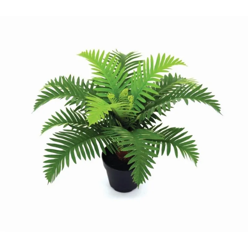 Fern Bonsai