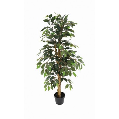 Drzewo Ficus 136 cm