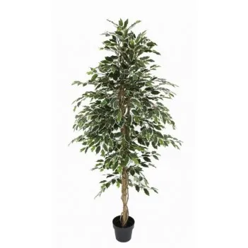 Variegated Ficus Tree 180cm