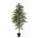 Variegated Ficus Tree 180cm