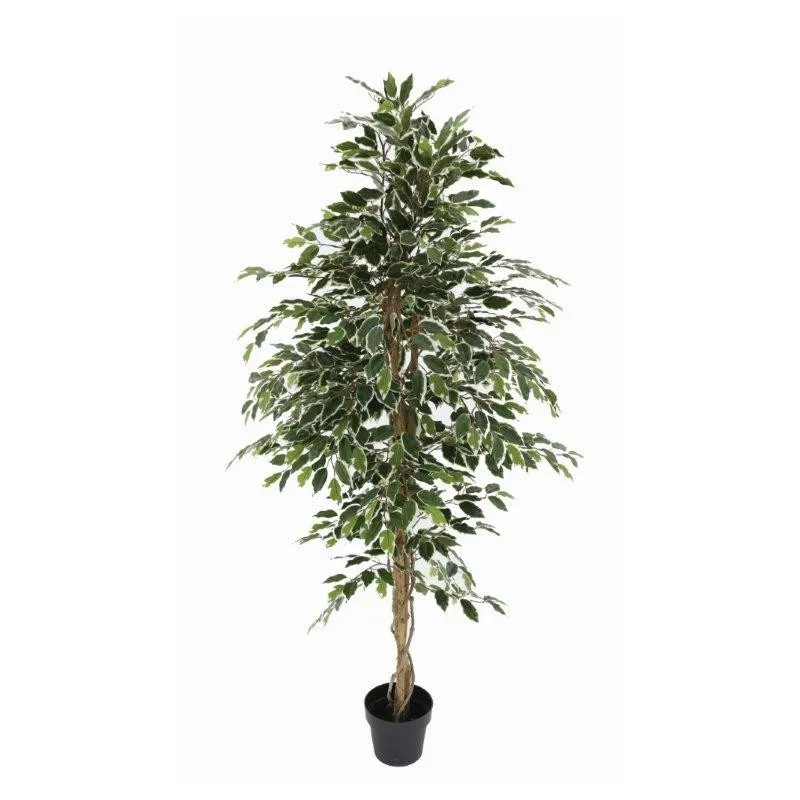 Drzewo Srokaty Figowiec 180 cm