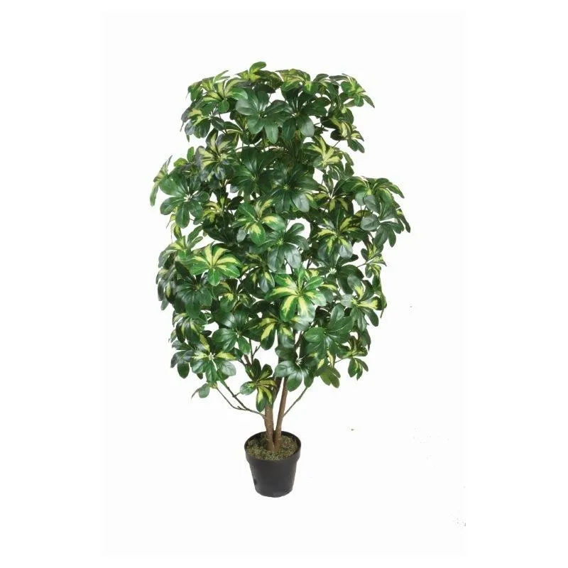Pstrokata Scheffera Z Doniczką 130 cm