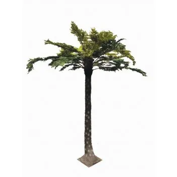 Drzewo Paprociowe Palmy