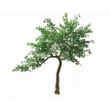 Drzewo Figowiec