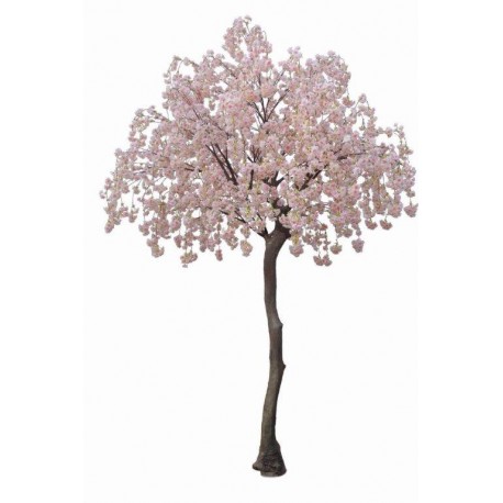 Full Cherry Blossom Tree