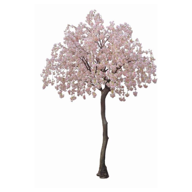 Full Cherry Blossom Tree