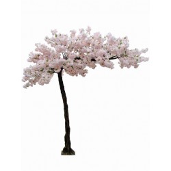 Large Cherry Blossom Tree