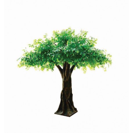 Large Ficus Tree