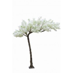 Drzewo Jabłoń Duże białe kwiaty