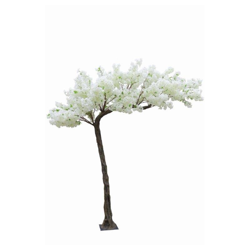 Drzewo Jabłoń Duże białe kwiaty