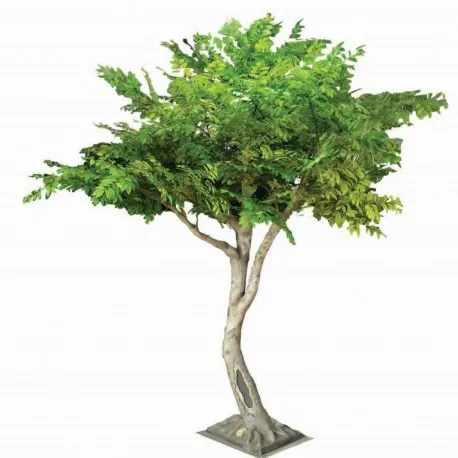 Lentisk Tree