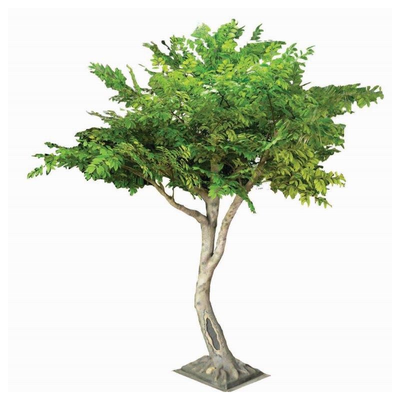 Drzewo lentisk