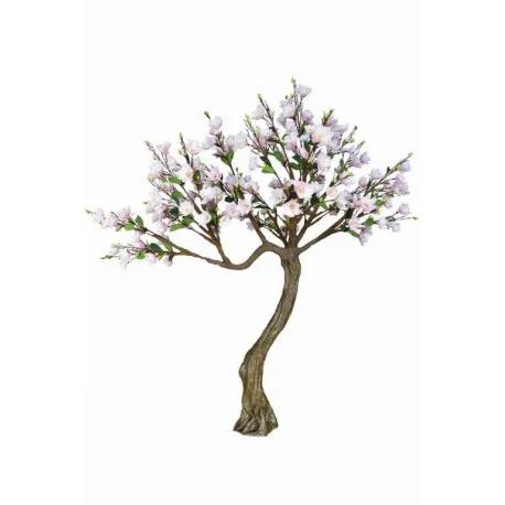 Drzewo Magnolia