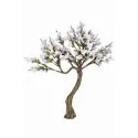 Drzewo Magnolia