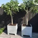 Planters Vadim VS5