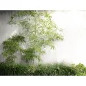 Aluminum Wall ADAW5.3