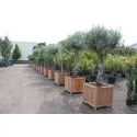 Planters   Valencia HR6