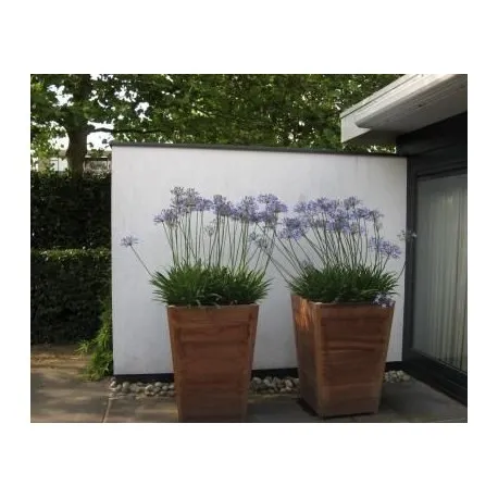Planters Sevilla HO7