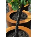 Atlas donica CT7