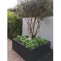 Planters Florida AF5.2