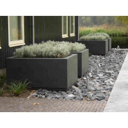 Planters  Buxus square ADPB4.2