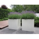 Blumentopf  Buxus square ADPB5