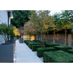 Blumentopf  Buxus square ADPB5