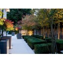 Planters  Buxus square ADPB5