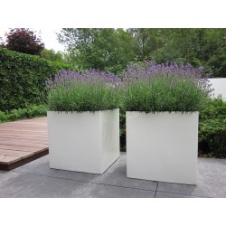 Blumentopf  Buxus square ADPB6