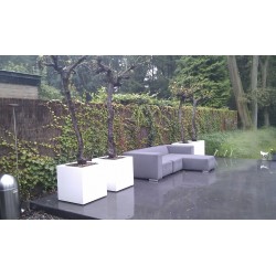 Donica Buxus square ADPB9