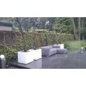 Blumentopf  Buxus square ADPB9