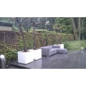 Blumentopf  Buxus square ADPB10