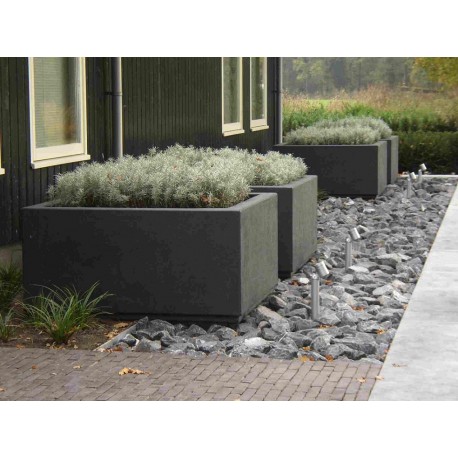 цветочный Buxus rectangular ADPB20.1