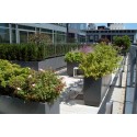 Blumentopf Buxus rectangular ADPB22