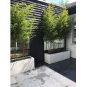 Planters Buxus rectangular ADPB22.1