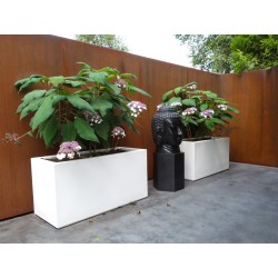 Planters Buxus rectangular ADPB22.2