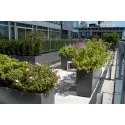 цветочный Buxus rectangular ADPB22.3