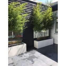 Planters Buxus rectangular ADPB23.2